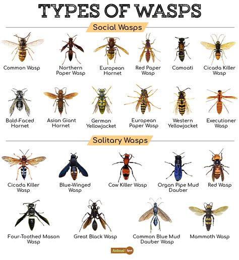 wasps meaning in english